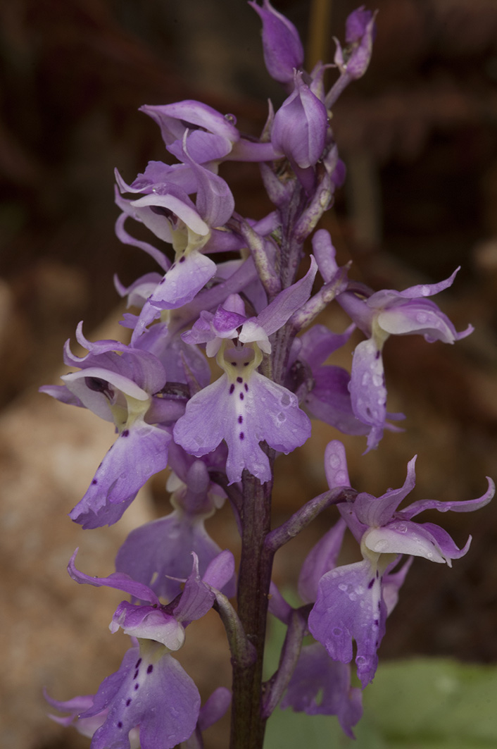 Colline Lucchesi - Orchis mascula subsp. speciosa